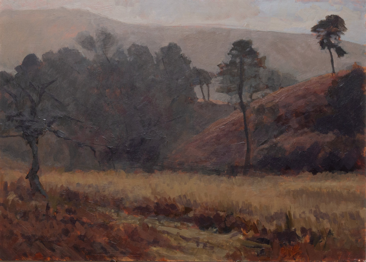 Forest in winter, Sally Gap