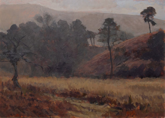 Forest in winter, Sally Gap